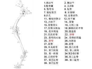 四肢 四肢