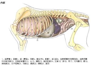 躯干 躯干