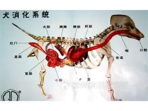 内脏 内脏