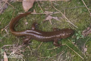 安吉小鲵