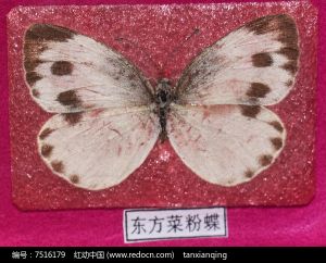 东方菜粉蝶