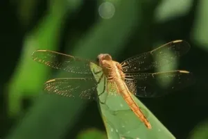 黄蜻