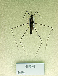 圆臀大黾蝽