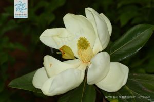 广玉兰（花）