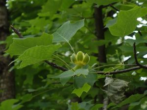 鹅掌楸(2) 鹅掌楸(2)
