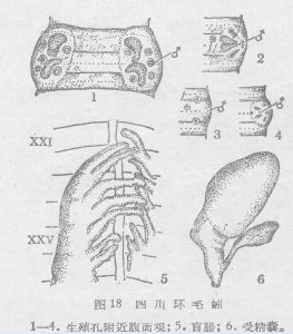 环毛蚓雄孔及生殖乳突的解剖照片