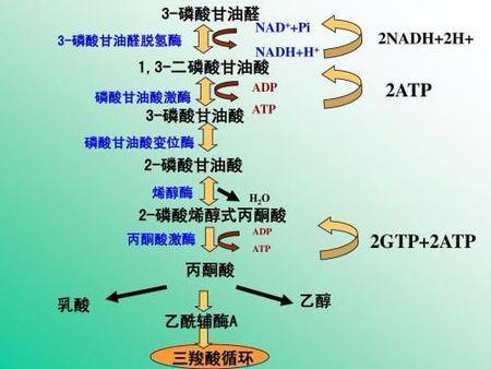 糖异生作用图册_360百科