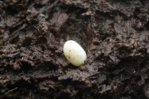 阳彩臂金龟(卵) 阳彩臂金龟(卵)