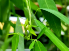 跳舞草叶片 跳舞草叶片