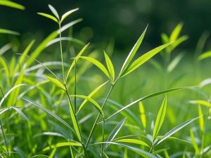 跳舞草