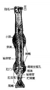 毛颚动物的解剖结构示意图 毛颚动物的解剖结构示意图