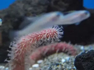 海仙人掌的生态照片 海仙人掌的生态照片