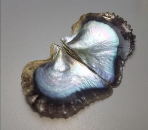 马氏珠母贝