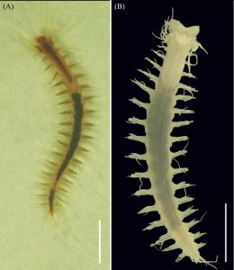 Paraleocrates indica sp. nov.正模标本(ZSI/MARC/P12274):(A),活体标本;(B),酒精保存标本。比例杆:A=3.0毫米,B=3.0毫米 Paraleocrates indica sp. nov.正模标本(ZSI/MARC/P12274):(A),活体标本;(B),酒精保存标本。比例杆:A=3.0毫米,B=3.0毫米