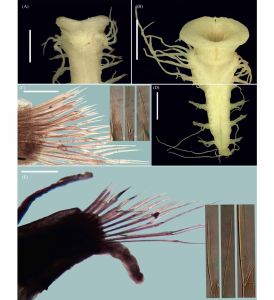 Paraleocrates indica sp. nov.正模标本(ZSI/MARC/P12274)。(A),前端,背侧视图,咽部外翻;(B),前部区域,腹面视图,咽部外翻;(C),毛虎8,右侧足旁 Paraleocrates indica sp. nov.正模标本(ZSI/MARC/P12274)。(A),前端,背侧视图,咽部外翻;(B),前部区域,腹面视图,咽部外翻;(C),毛虎8,右侧足旁