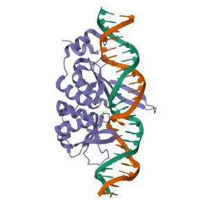 I-Scel与底物DNA结合的晶体结构