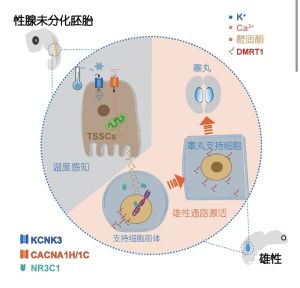 雄性性别决定分子机制示意图