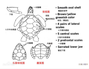 绿海龟外部结构图