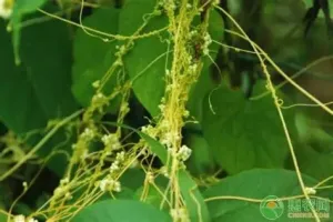 菟丝子