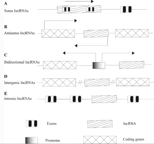 lncRNA 与 DNA / 蛋白质相互作用示意图