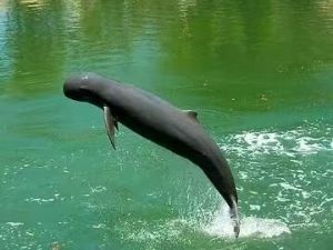 伊河海豚 伊河海豚
