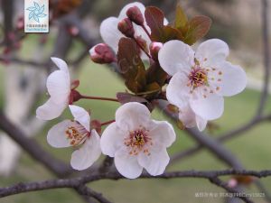 紫叶李（花）