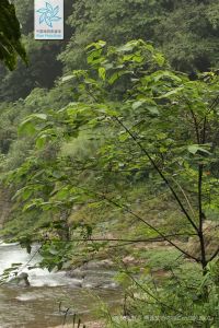 构 Broussonetia papyrifera 构 Broussonetia papyrifera