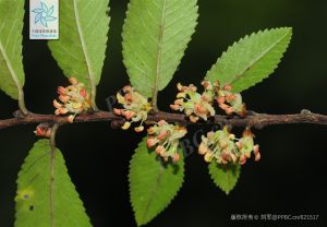 榔榆&nbsp;Ulmus&nbsp;parvifolia