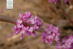 紫荆(花) 紫荆(花)
