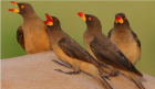 吸血地雀(Geospiza septentrionalis)