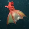 吸血乌贼