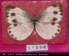东方菜粉蝶