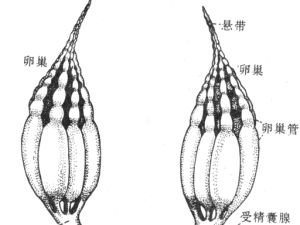 昆虫雌性生殖系统（含受精囊）