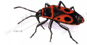 欧洲红蝽(Pyrrhocoris apterus)形态手绘,示针状刺吸式口器 欧洲红蝽(Pyrrhocoris apterus)形态手绘,示针状刺吸式口器