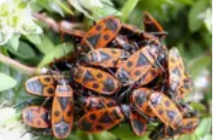 欧洲红蝽(Pyrrhocoris apterus)集群于椴树叶吸食汁液 欧洲红蝽(Pyrrhocoris apterus)集群于椴树叶吸食汁液