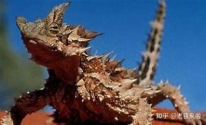 澳洲魔蜥的特征 澳洲魔蜥的特征