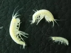 龙门山洞穴钩虾照片 龙门山洞穴钩虾照片