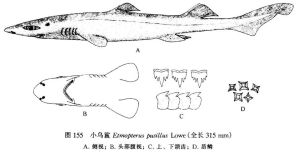 小乌鲨