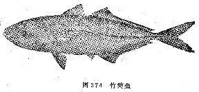 竹筴鱼