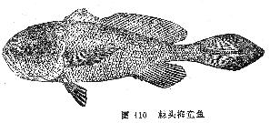 棘头梅童鱼