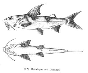 黑鮡