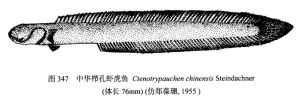 中华栉孔虾虎鱼