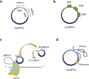 环状 RNA 的生物发生机制与生物学功能示意图 环状 RNA 的生物发生机制与生物学功能示意图