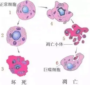 细胞凋亡小体的形成与吞噬清除过程示意图 细胞凋亡小体的形成与吞噬清除过程示意图