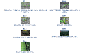 植物轮生叶序（玉米“拧心”现象）