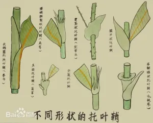 不同形状的托叶鞘