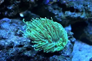 珊瑚虫