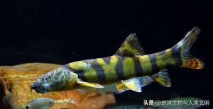 长薄鳅