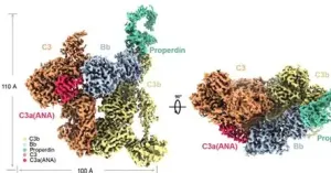 C3转化酶结构