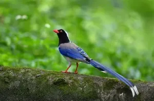 红嘴蓝鹊 红嘴蓝鹊